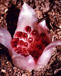 Thumbnail for List of rare flora of the Mallee region