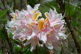 Rhododendron occidentale