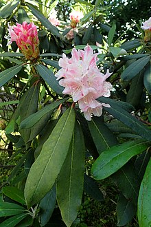 Rhododendron ungerni kz2.jpg