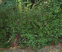 Ribes alpinum - bush (aka).jpg