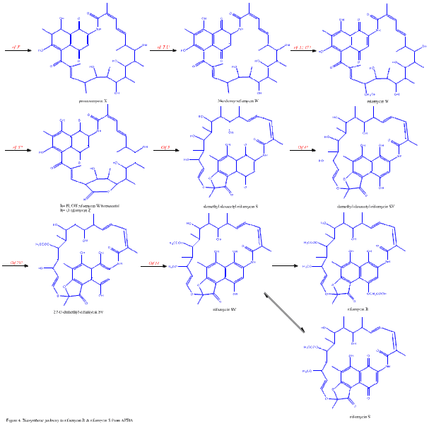 File:Rifamycin biosynthesis2.gif