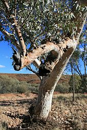 The dry river beds of central Australia have sufficient underground water flow to sustain the trees. RiverRedGum CentralAustralia.JPG