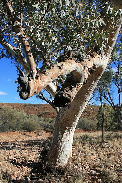 File:RiverRedGum CentralAustralia.JPG