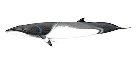 Balaenoptera acutorostrata