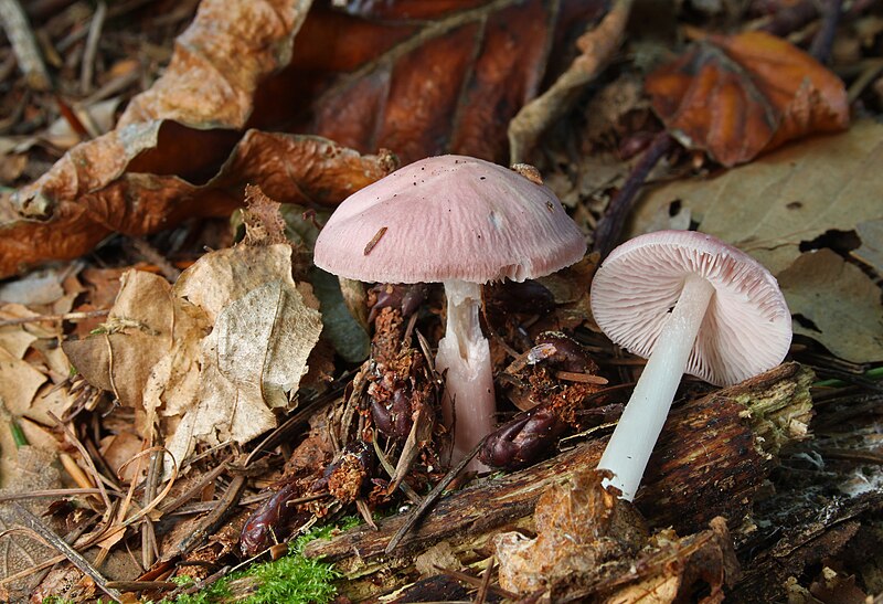 File:Rosa-Rettich-Helmling-Mycena-rosea.jpg