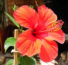 Hibiscus Wikipédia