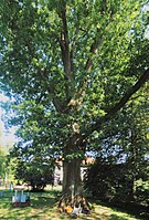 Red oak in the old forest house garden in Coppenbrügge