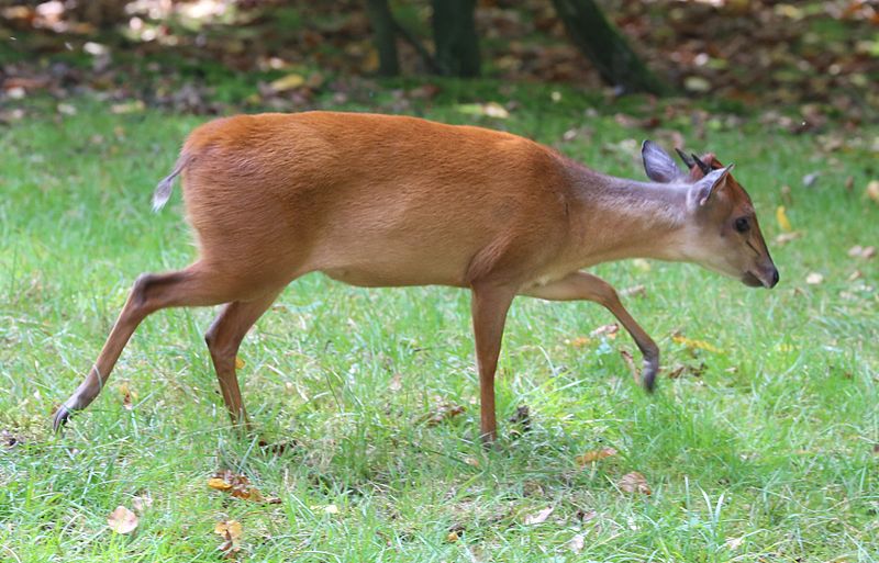 File:Rotducker Cephalophus natalensis Tiergarten-Nuernberg-3.jpg