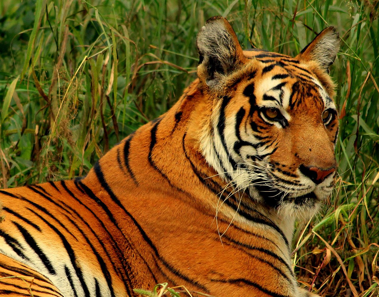 royal bengal tiger images