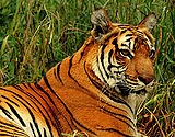 Royal Bengal Tiger at New Delhi.jpg
