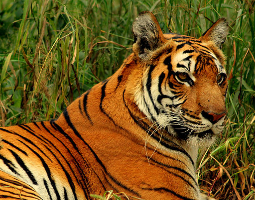 Royal Bengal Tiger at New Delhi