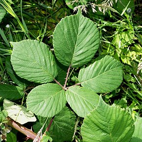 Descrizione dell'immagine Rubus_polyanthemus1.jpg.