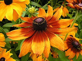 Ruige rudbeckia