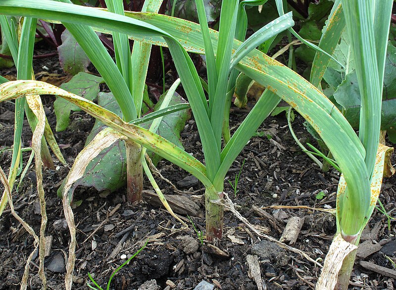 File:Rust on garlic plants2.jpg