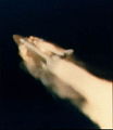 STS-51-L-T 73.jpg