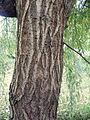 Bast (Salix sepulcralis (×) 'Chrysocoma')
