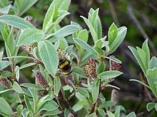 Salix glauca male.JPG