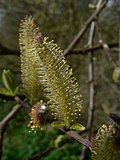 Miniatura para Salix sitchensis