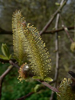 <i>Salix sitchensis</i> Species of willow