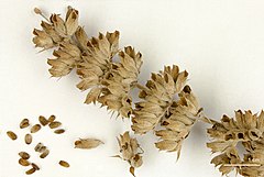 Salvia apiana - Wikipedia, la enciclopedia libre