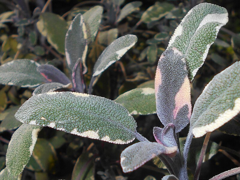 File:Salvia officinalis Tricolor 2017-10-02 6978.jpg