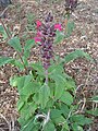 Salvia spathacea.JPG