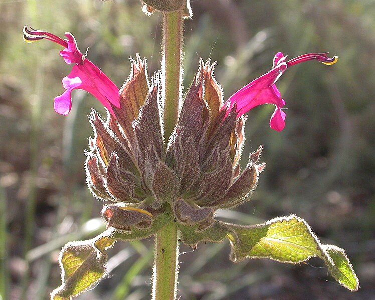 File:Salvia spathacea inflorescence 2003-04-10.jpg