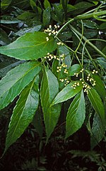 Thumbnail for Sambucus australasica