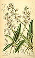 Sarcochilus hartmannii plate 7010 in: Curtis's Bot. Magazine (Orchidaceae), vol. 114, (1888)
