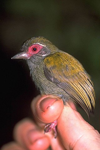 <span class="mw-page-title-main">African piculet</span> Species of bird