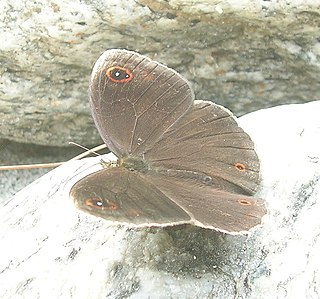 <i>Callerebia scanda</i> Species of butterfly