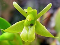 Maxillaria uniflora