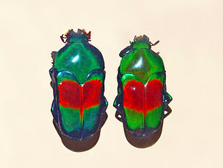 <i>Ischiopsopha jamesi</i> Species of beetle