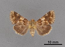 Schinia parmeliana MEM362557.jpg