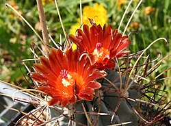 Sclerocactus unc wrig Flower.jpg