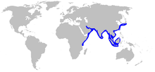 Сколиодон laticaudus distmap.png