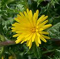 Scolymus hispanicum (Asteracea) Spanish oyster