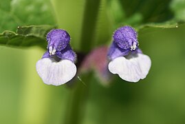 Fleurs vues de face