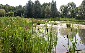 See im südlichen Stadtwald