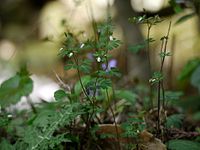 Semiaquilegia adoxoides