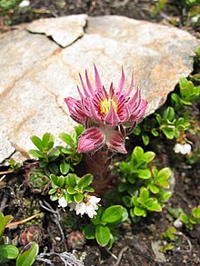 Sempervivum montanum - Wikipedia, la enciclopedia libre