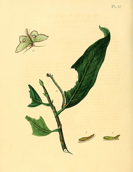 File:Sepp-Surinaamsche vlinders - pl 031 plate descr. as Phalaena netrix.jpg