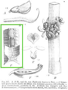 Sketch of S. punicea in 1891 Sesbania punicea.jpg