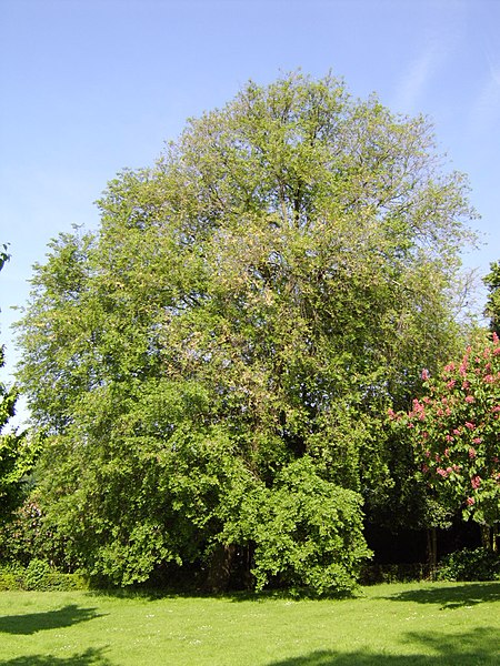 File:Siberian elm PrestonP.JPG