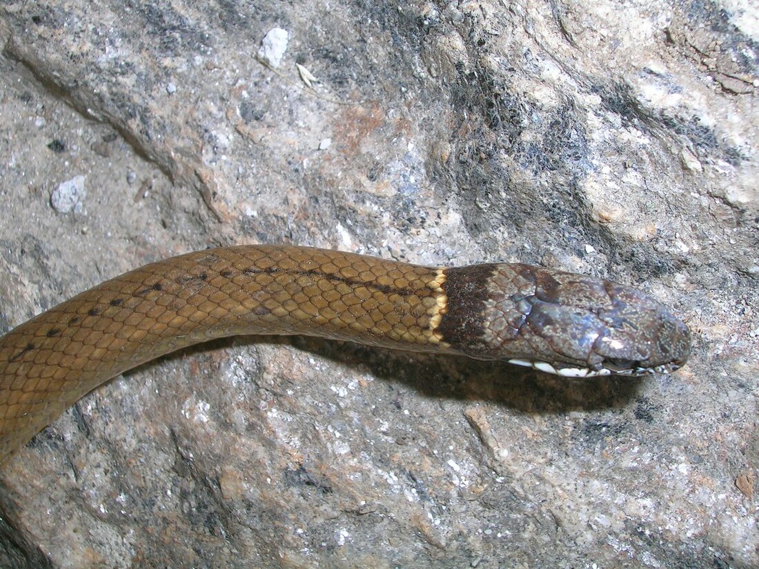 Sibynophis