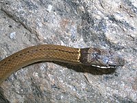 Sibynophis collaris Sibynophis