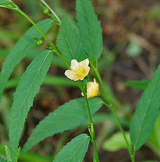 <i>Sida acuta</i> Species of flowering plant