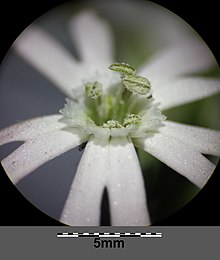 Silene noctiflora, bisexual flower Silene noctiflora sl17.jpg