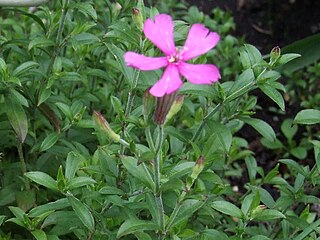 <i>Silene schafta</i> Species of flowering plant