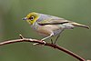 Silvereye Jan 2010.jpg